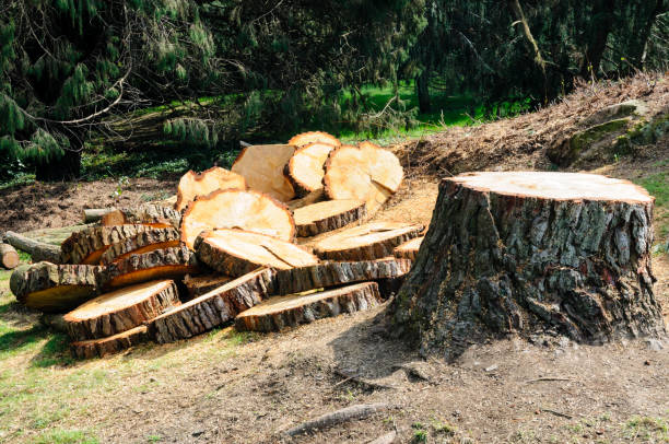 How Our Tree Care Process Works  in  Cusseta, GA